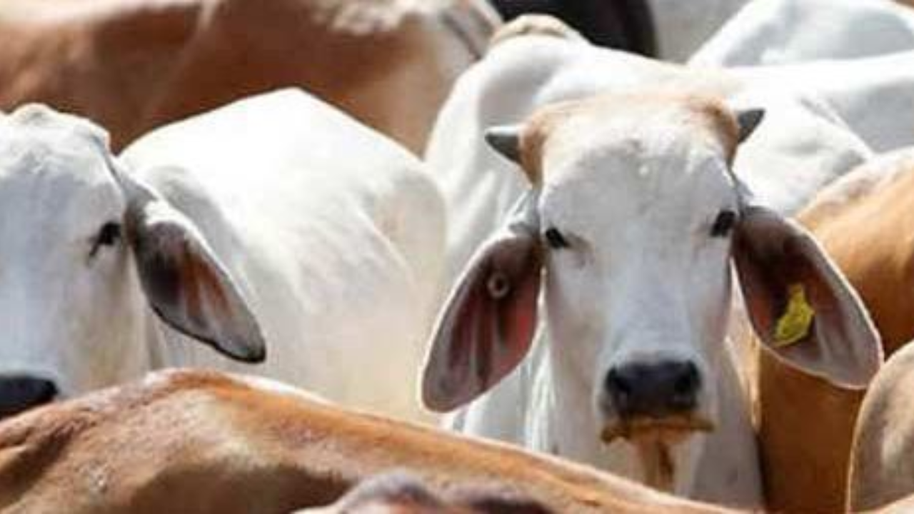 राजस्थान में गोवंश के लिए अब 'आवारा' शब्द का नहीं होगा इस्तेमाल, अब ...
