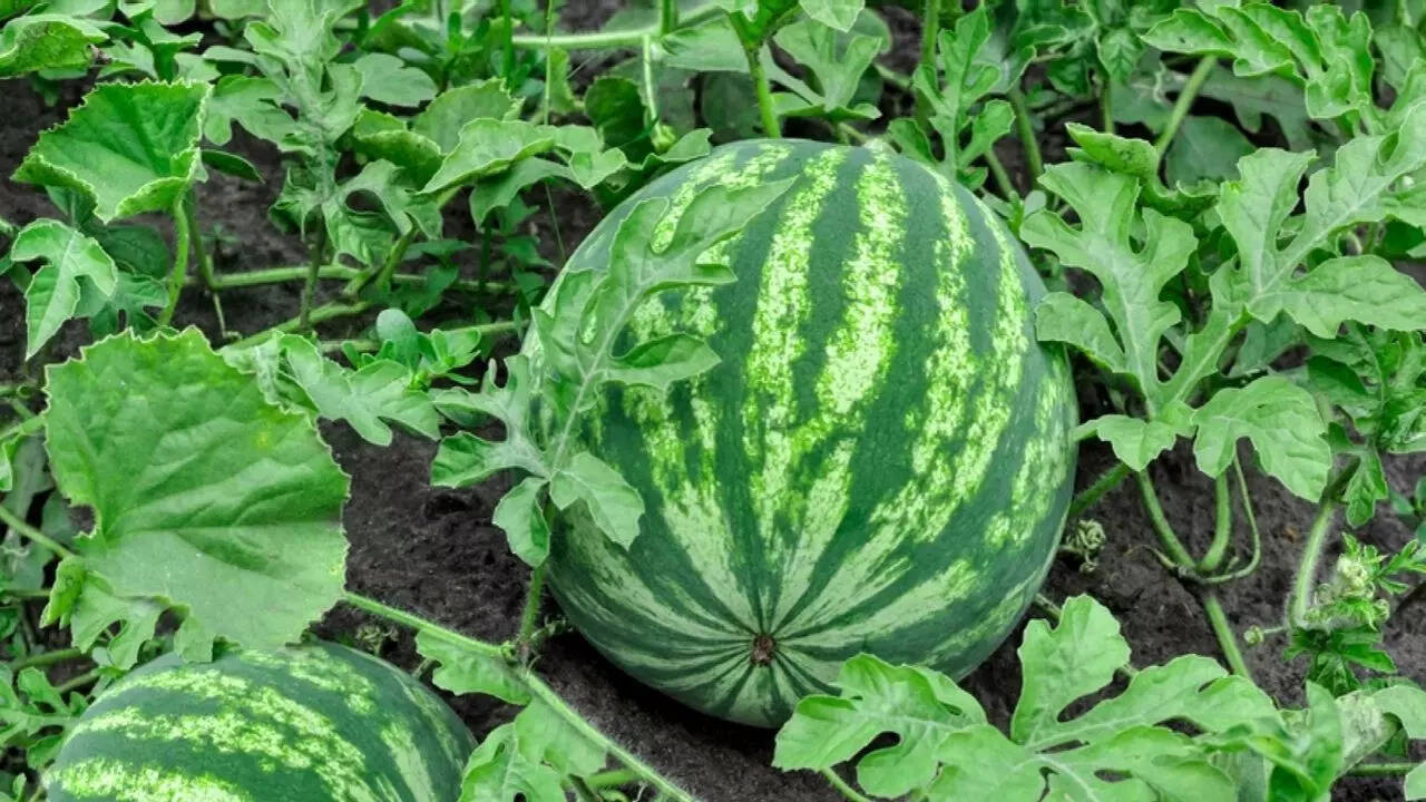 फल के लिए लड़ा गया इकलौता युद्ध