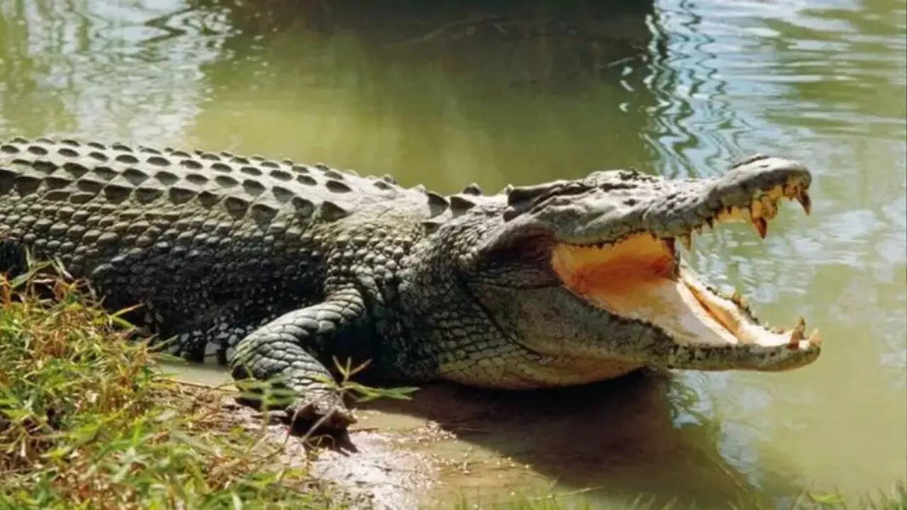 ज्यादातर सुस्त पड़े रहते हैं मगरमच्छ