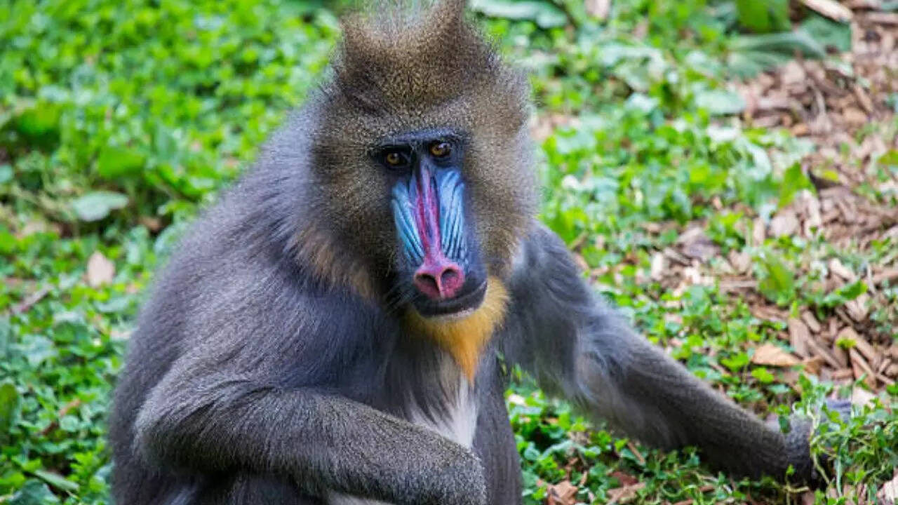 जंगल का जल्लाद कहलाता है बबून