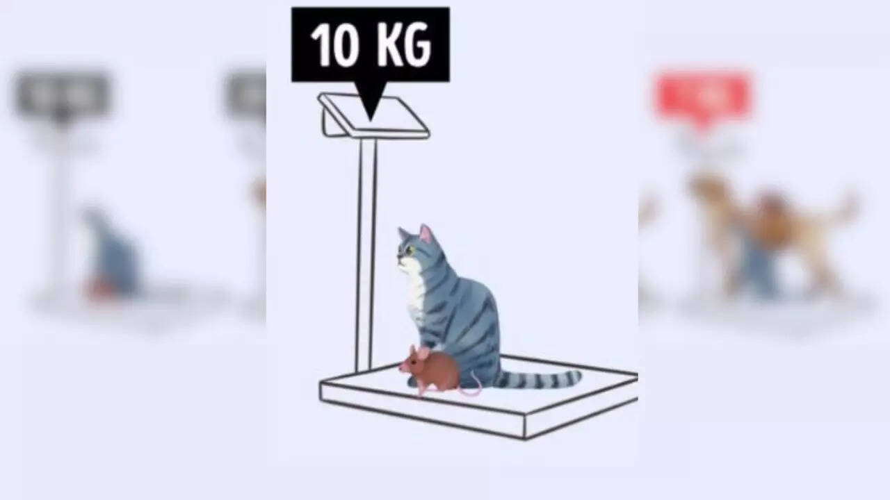 बिल्ली और चूहे= 10 किग्रा