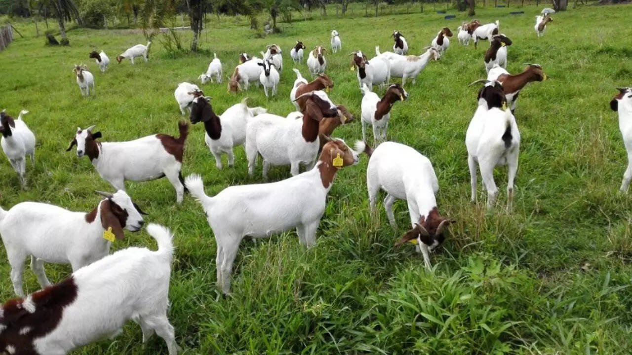 समय-समय पर प्रमोशन भी