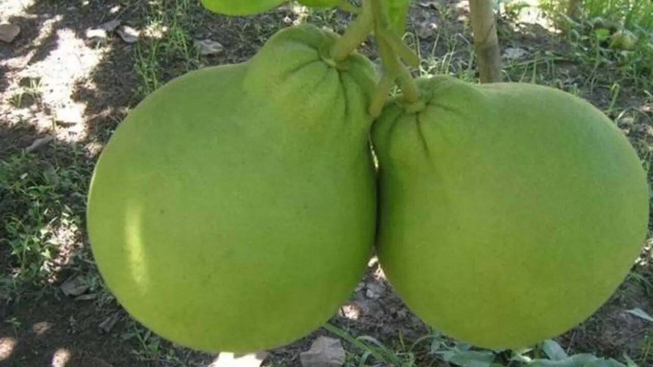 साल में एक बार देता है फल