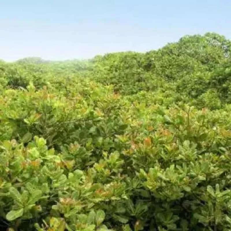 कैसे इतना बड़ा हो गया पेड़