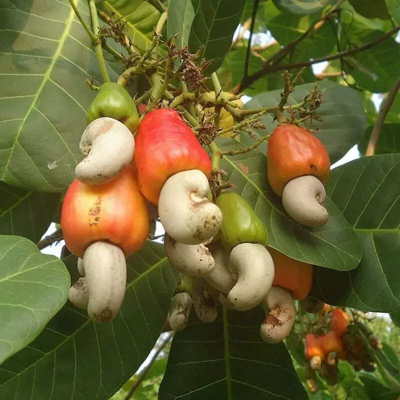 एक्सपर्ट्स की राय