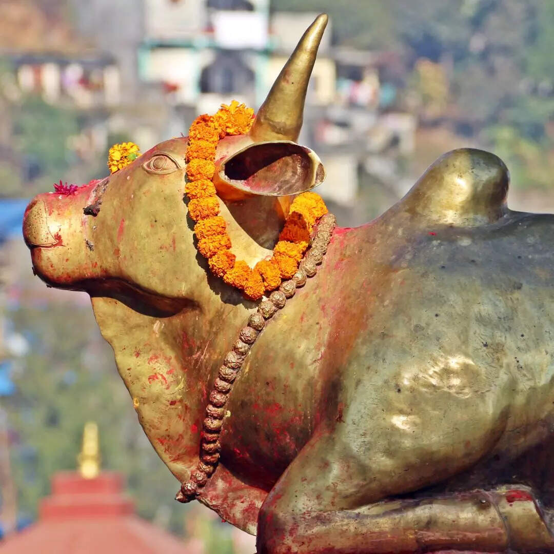 गाय की ऐसी प्रतिमा रखें