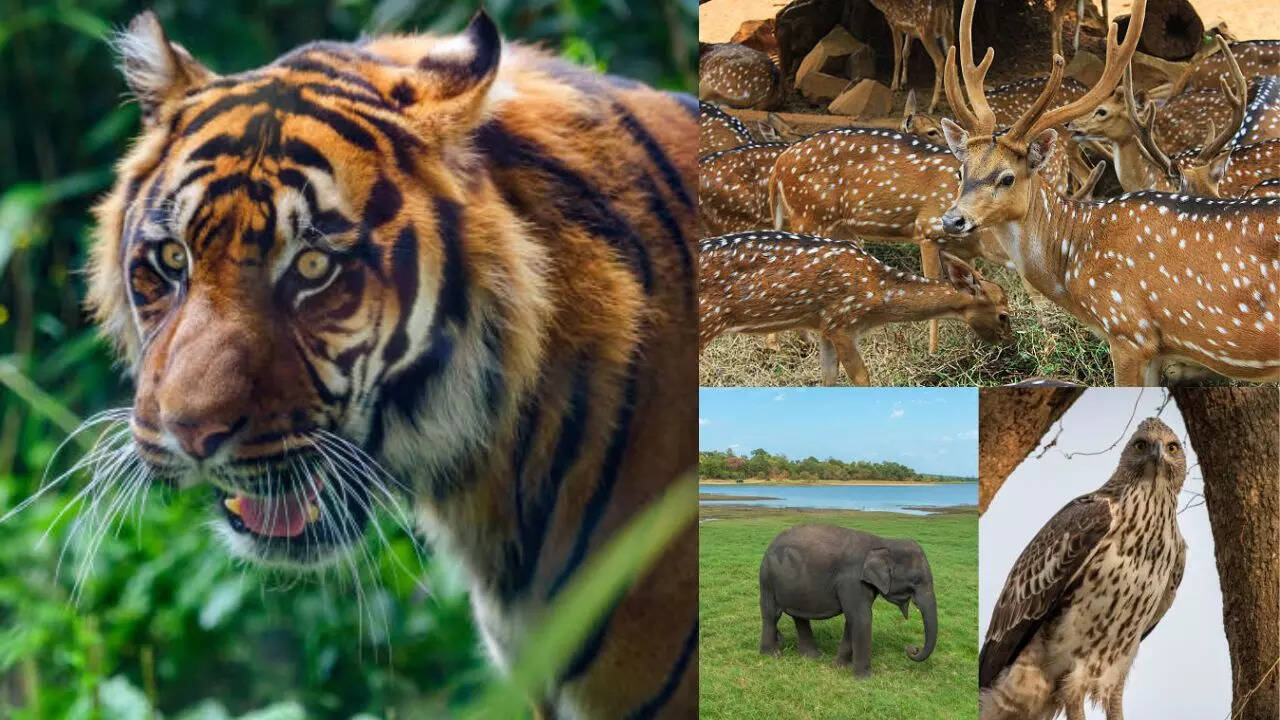 पसंद है वाइल्डलाइफ को एक्सप्लोर करना, तो इन जगहों पर जाने का आज ही बनाएं  प्लान, देखने मिलेंगे बाघ-शेर