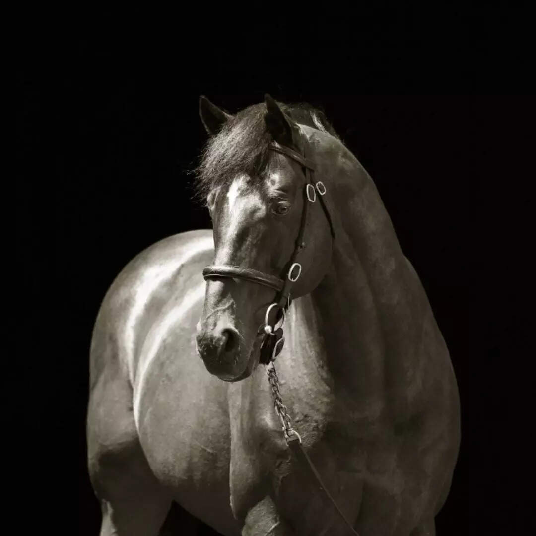 फुसैची पेगासस (Fusaichi Pegasus) 