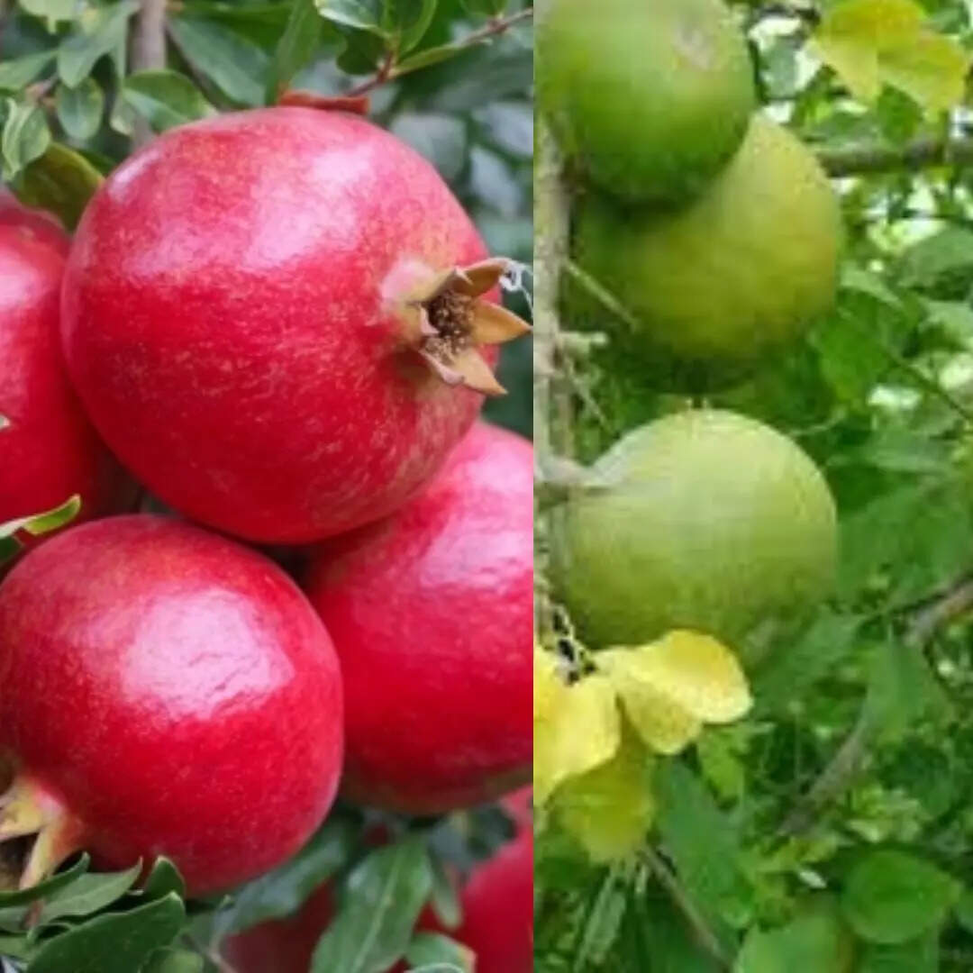 अनार और बेल का पौधा