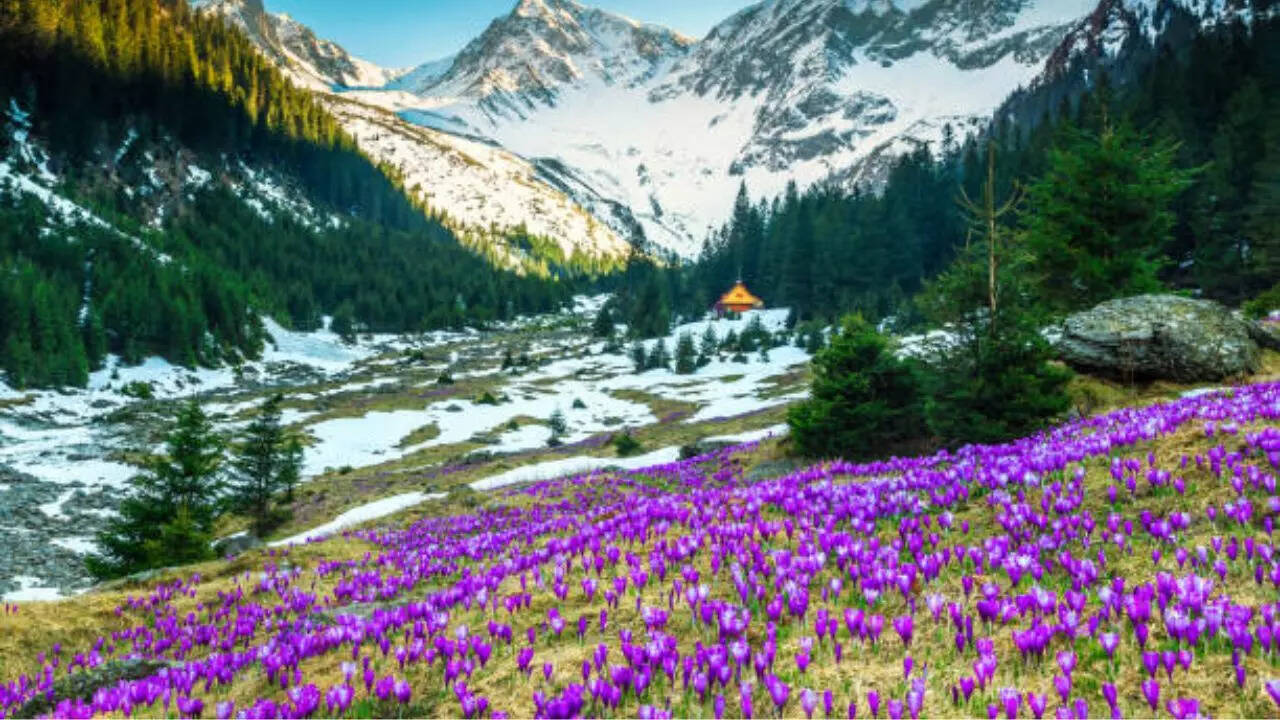 ​पाकिस्तान में केसर सस्ता​