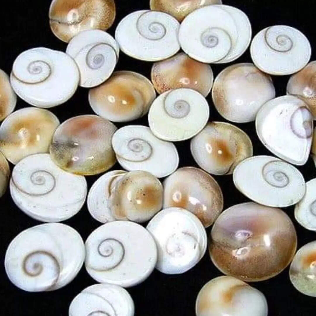 गोमती चक्र