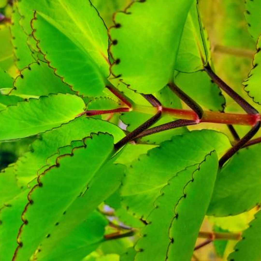 ​पथरी होने पर ऐसे करें इस्तेमाल