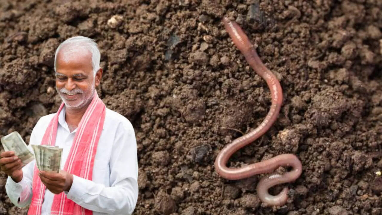 केचुआ खाद की कैसे करें बिक्री