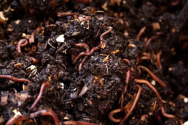 कैसे बनाएं केचुआ खाद