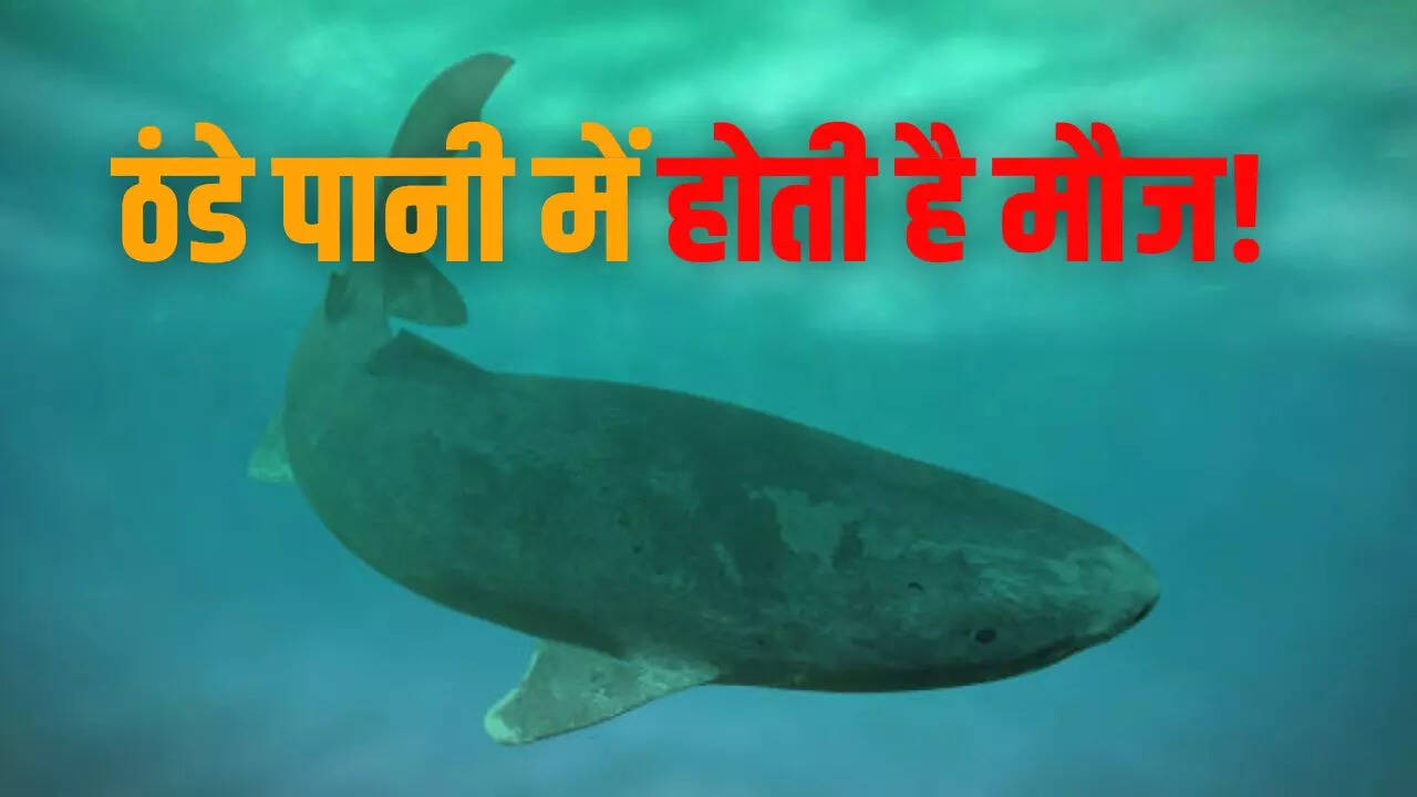 ग्रीनलैंड शार्क का क्या है वैज्ञानिक नाम