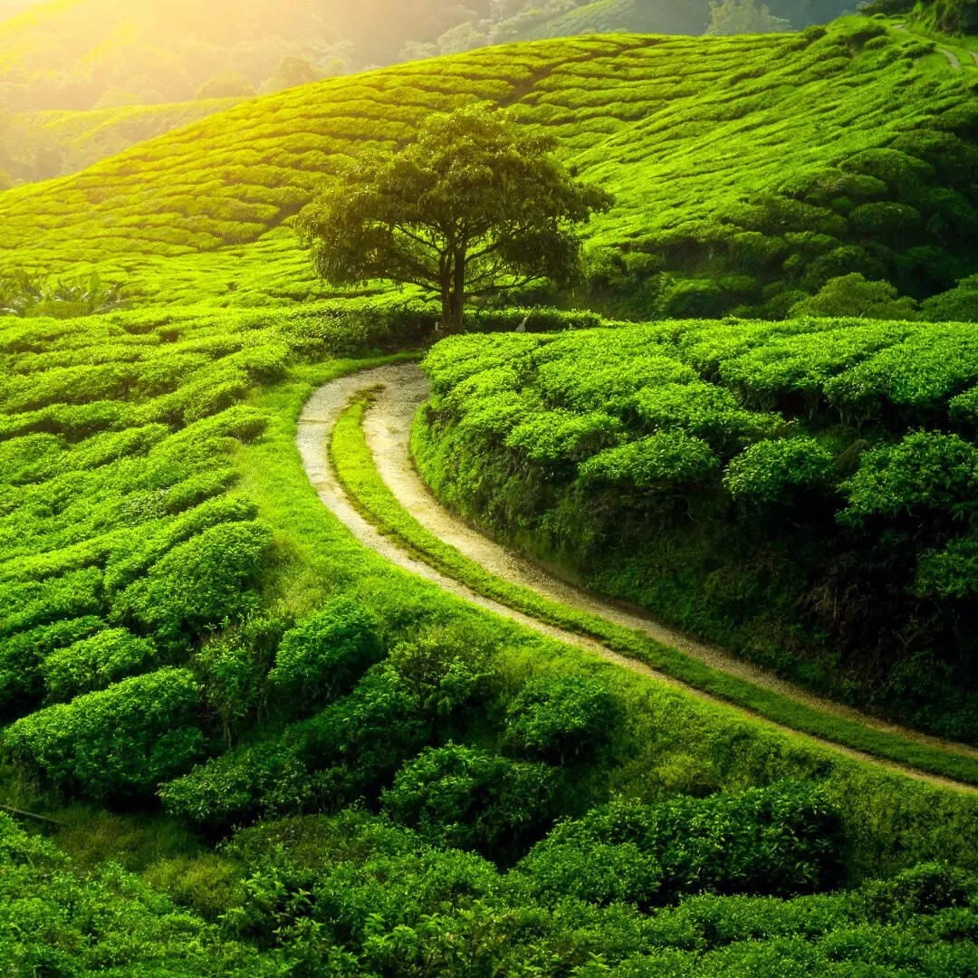 दार्जिलिंग जाना ना भूलें