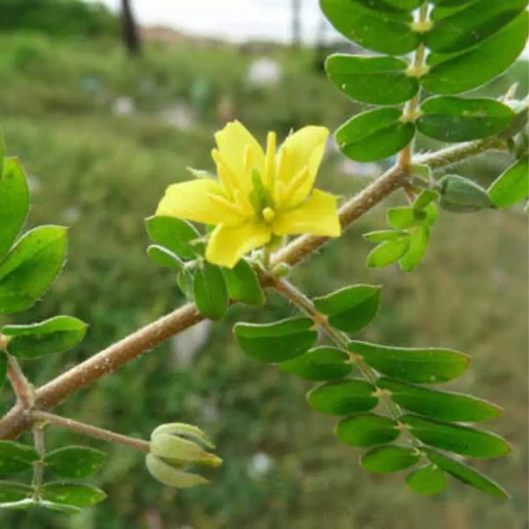 गोक्षुरा