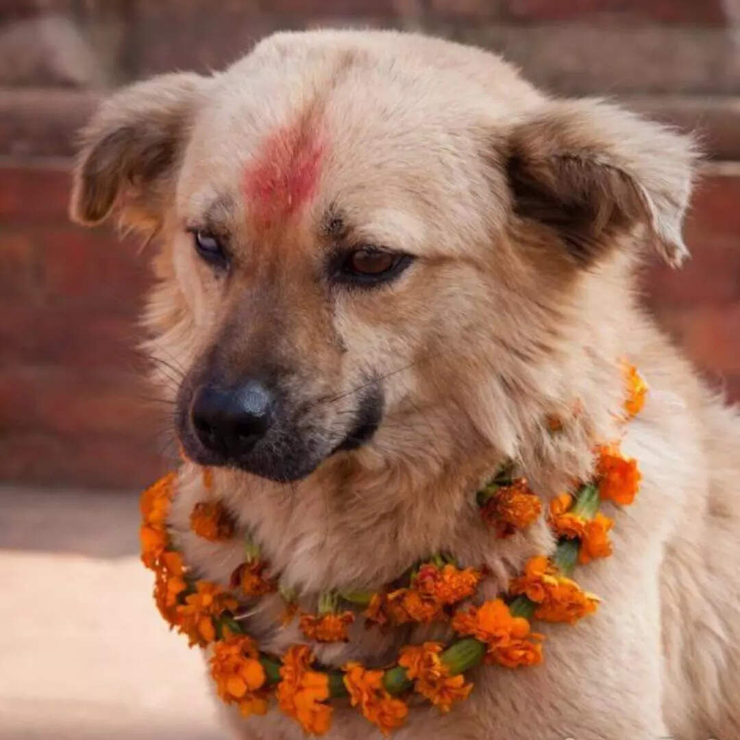 डॉग्स का सम्मान