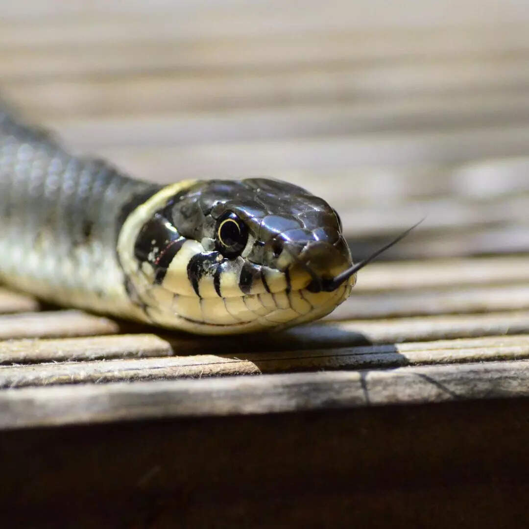 Which Spices are enemy of Snakes know How to get rid of Snakes - सांपों ...