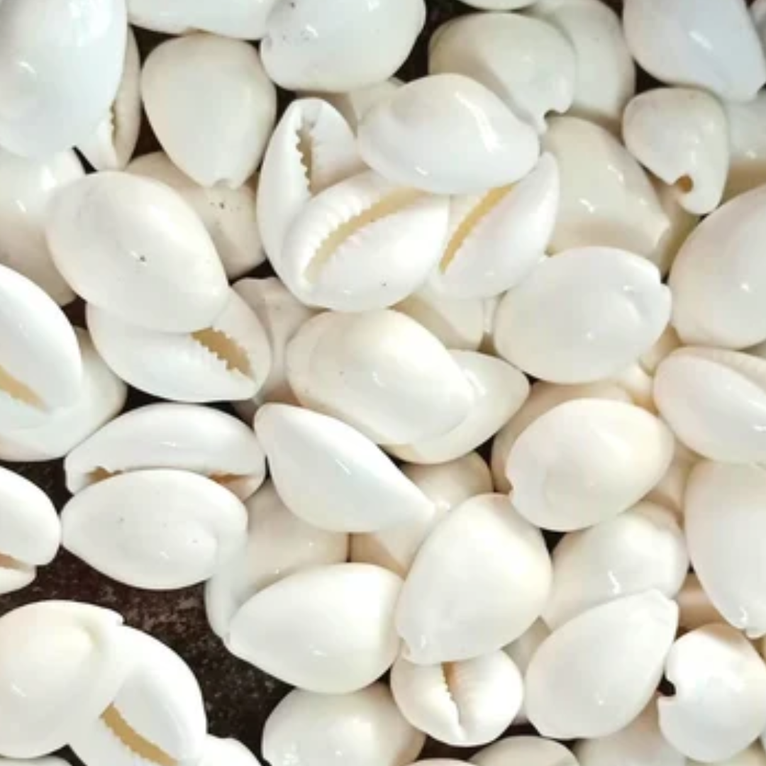 कौड़ी को मां लक्ष्मी