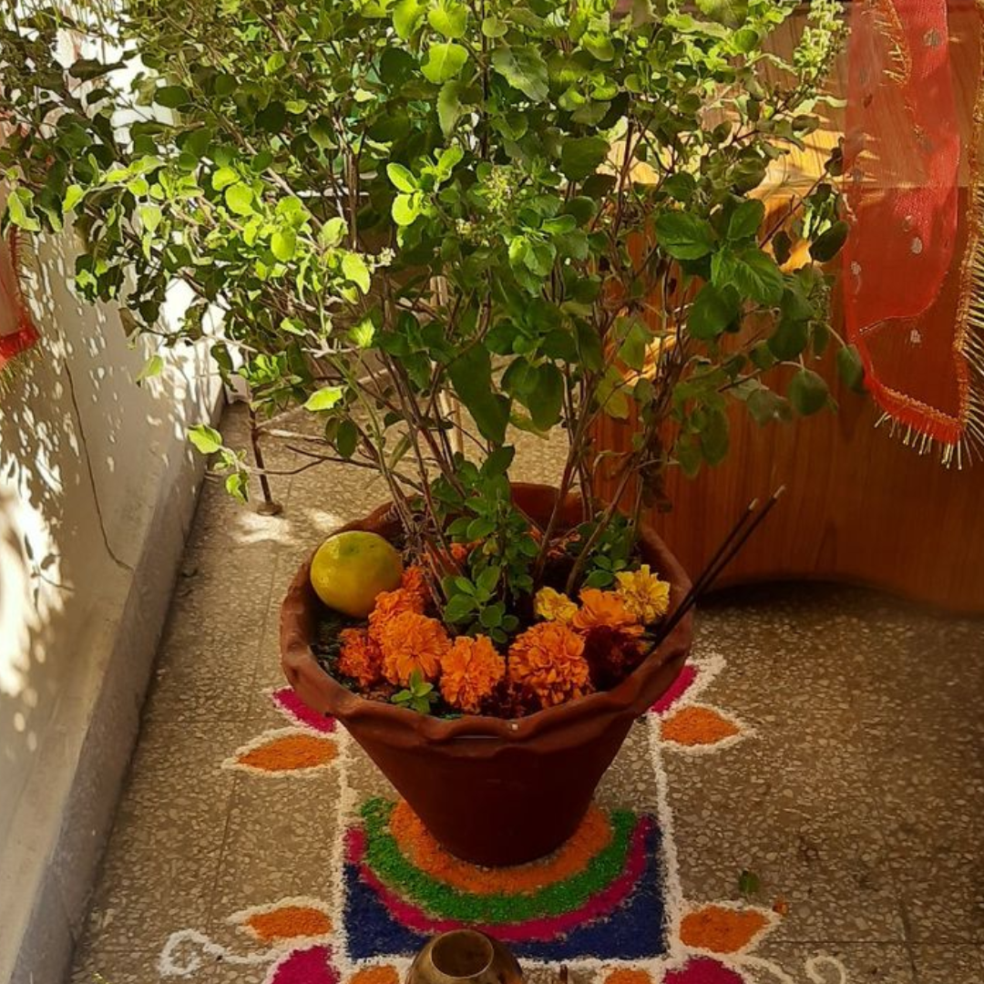 तुलसी का पौधा