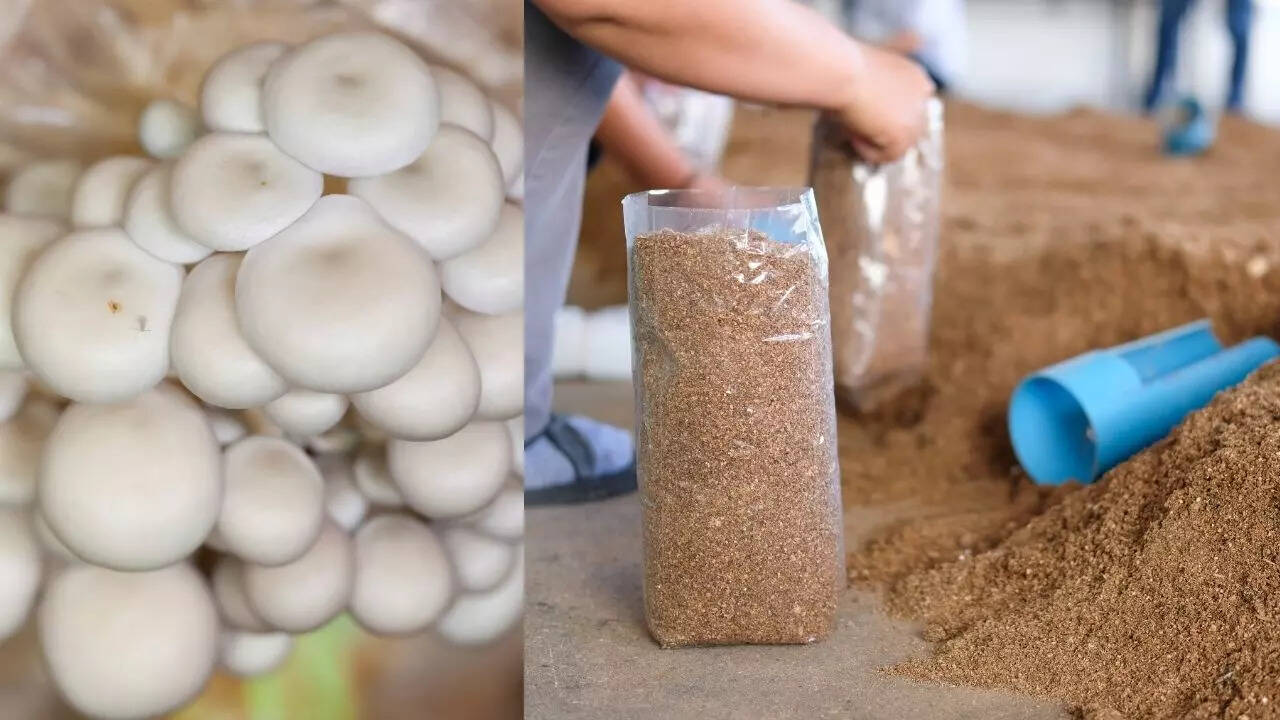 मशरूम की खेती के लिए ऐसे तैयार करें खाद