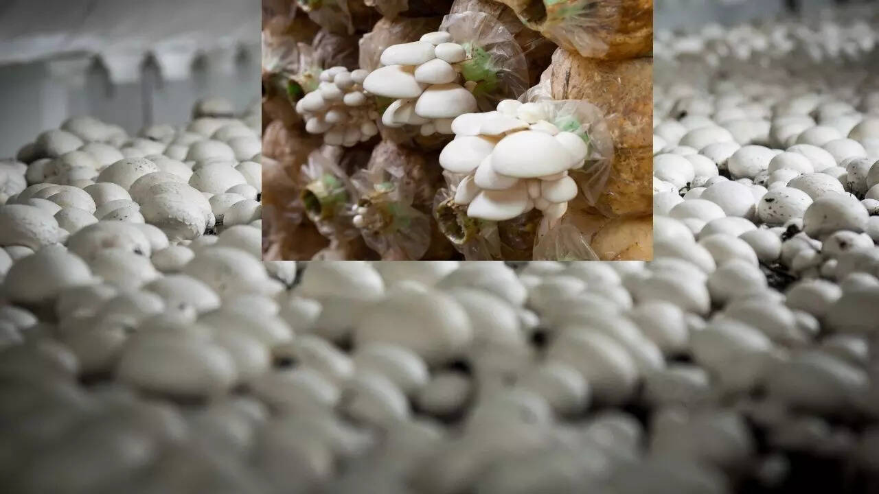 सबसे पहले मशरूम की किस्म चुनें