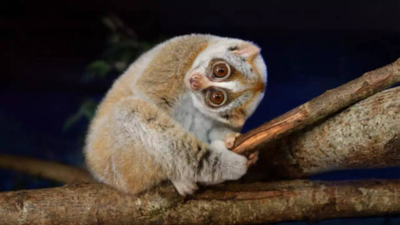 स्लो लोरिस