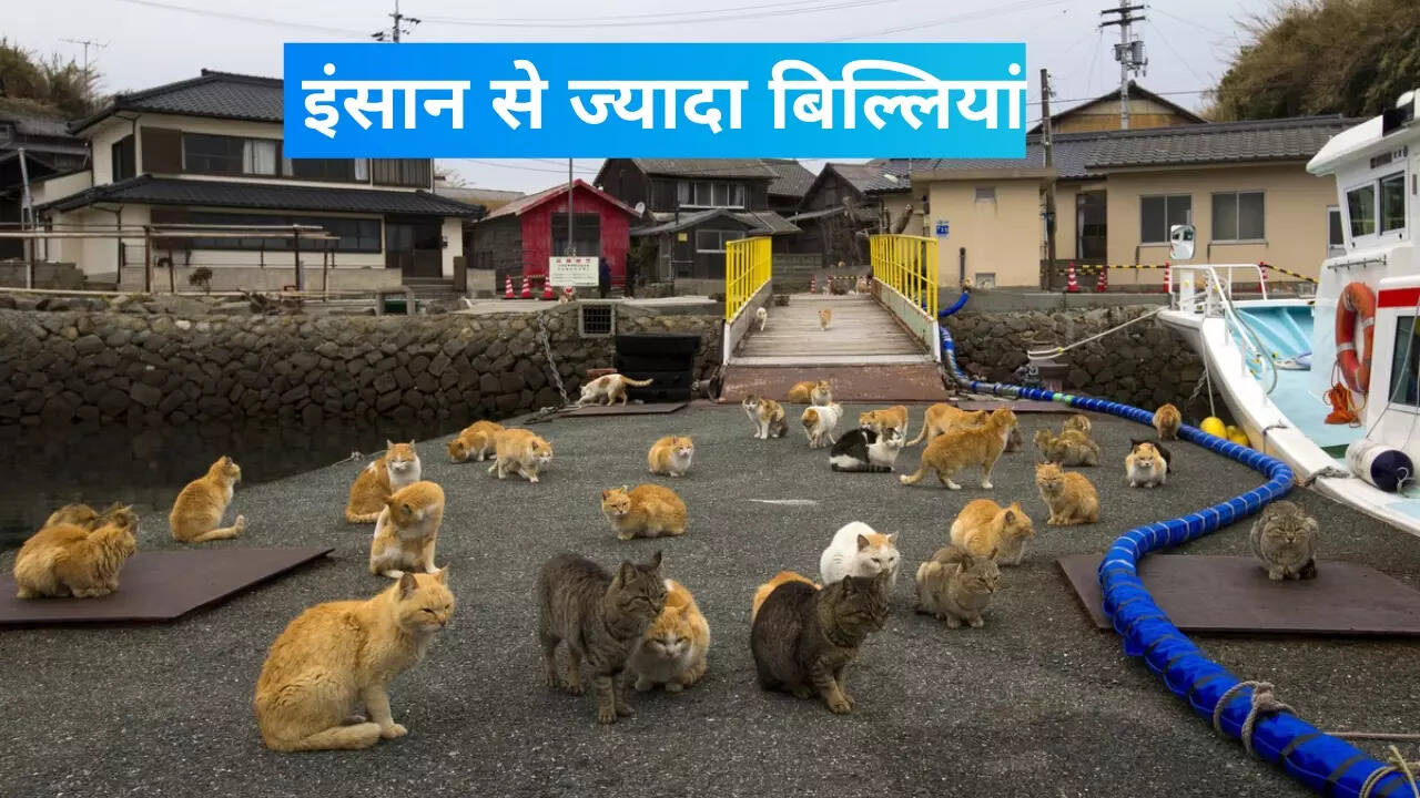 कैट आइलैंड