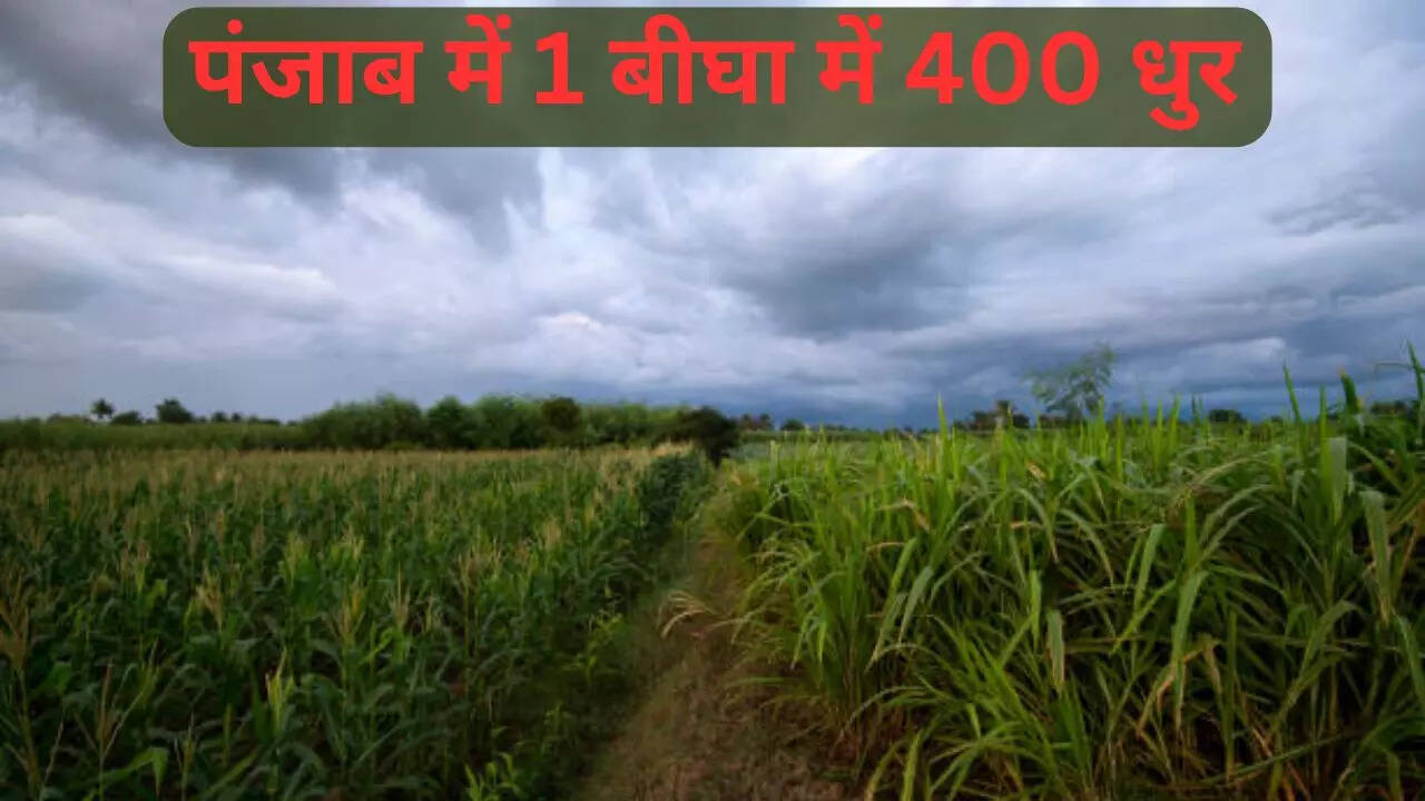 1 बीघा में 400 धुर