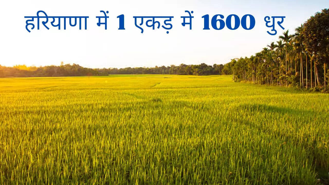 1 एकड़ में 1600 धुर