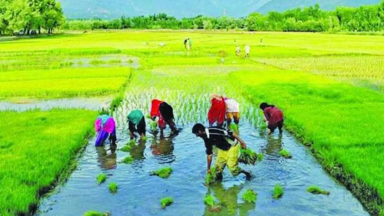 धान के लहलहाते खेत
