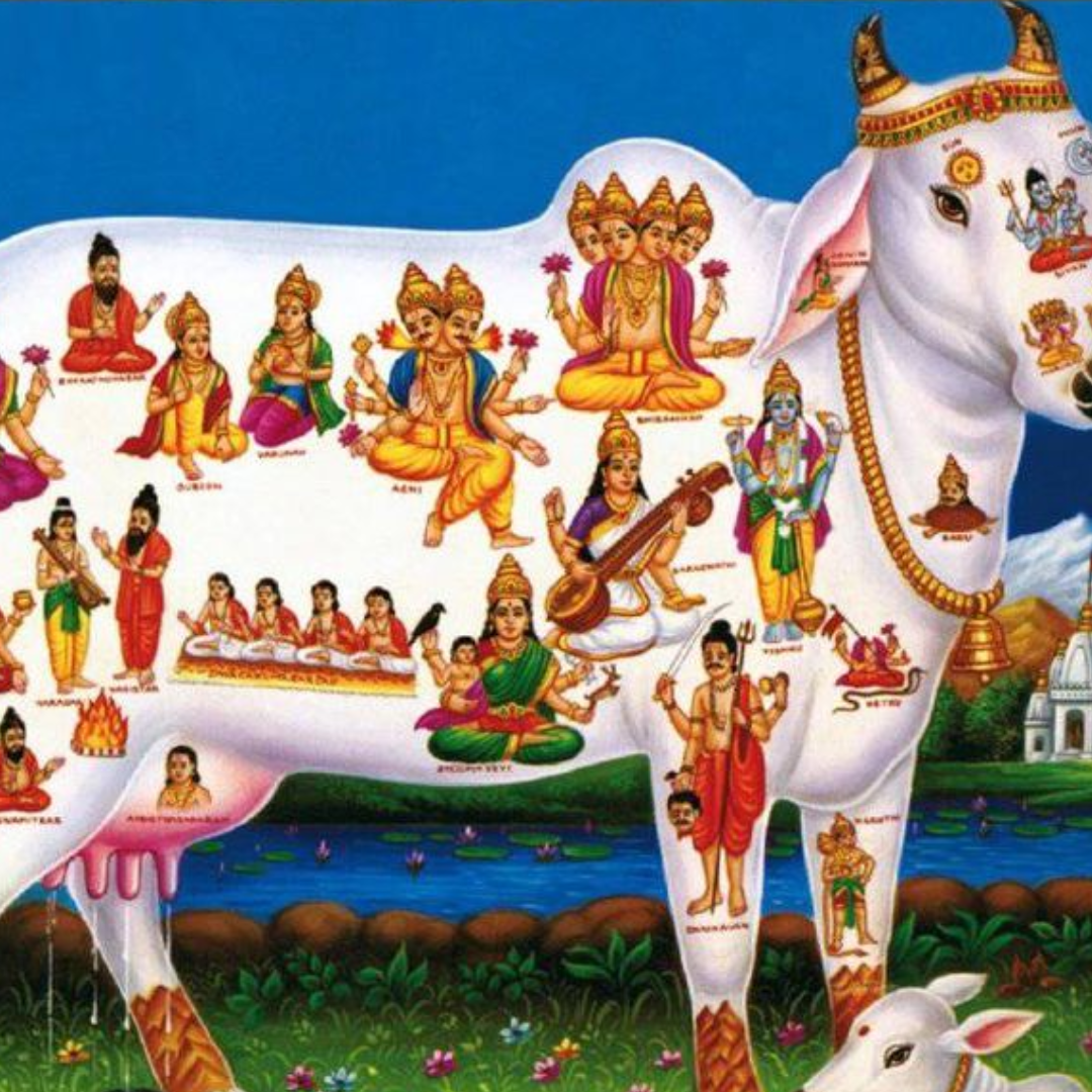 कामधेनु गाय