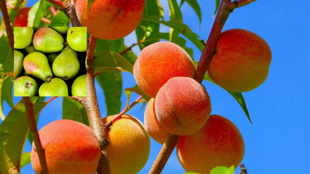 हिमाचल में कौन से फल उगाए जाते हैं?