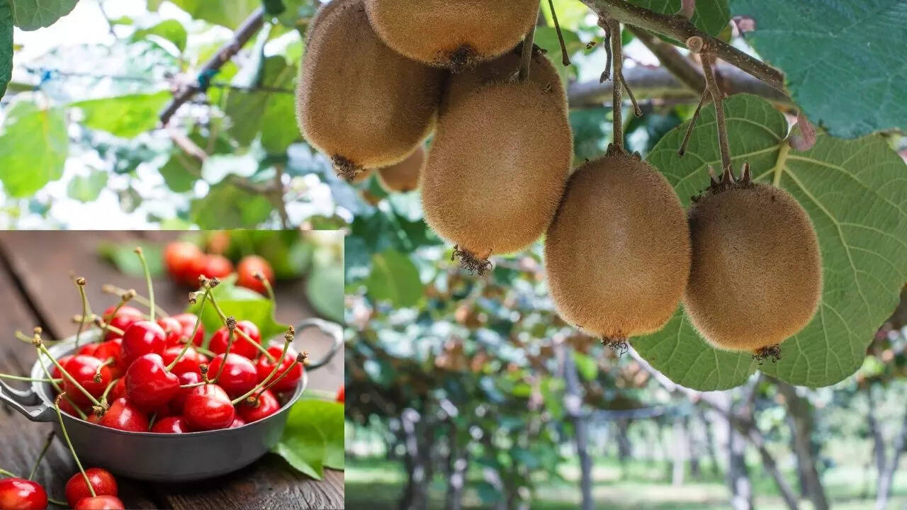 भारत में कौन सा राज्य 'फलों का कटोरा'?