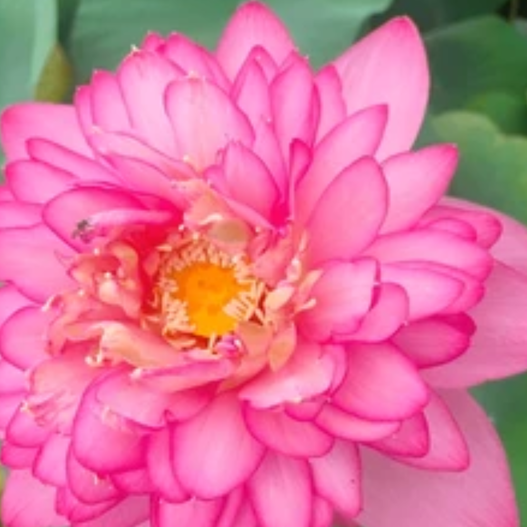 कमल पुष्प