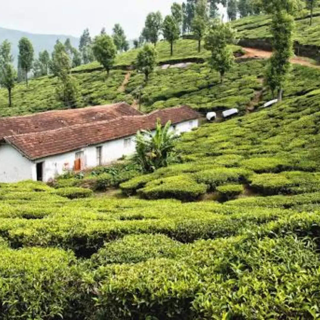 ग्रीष्मकालीन डेस्टिनेशन