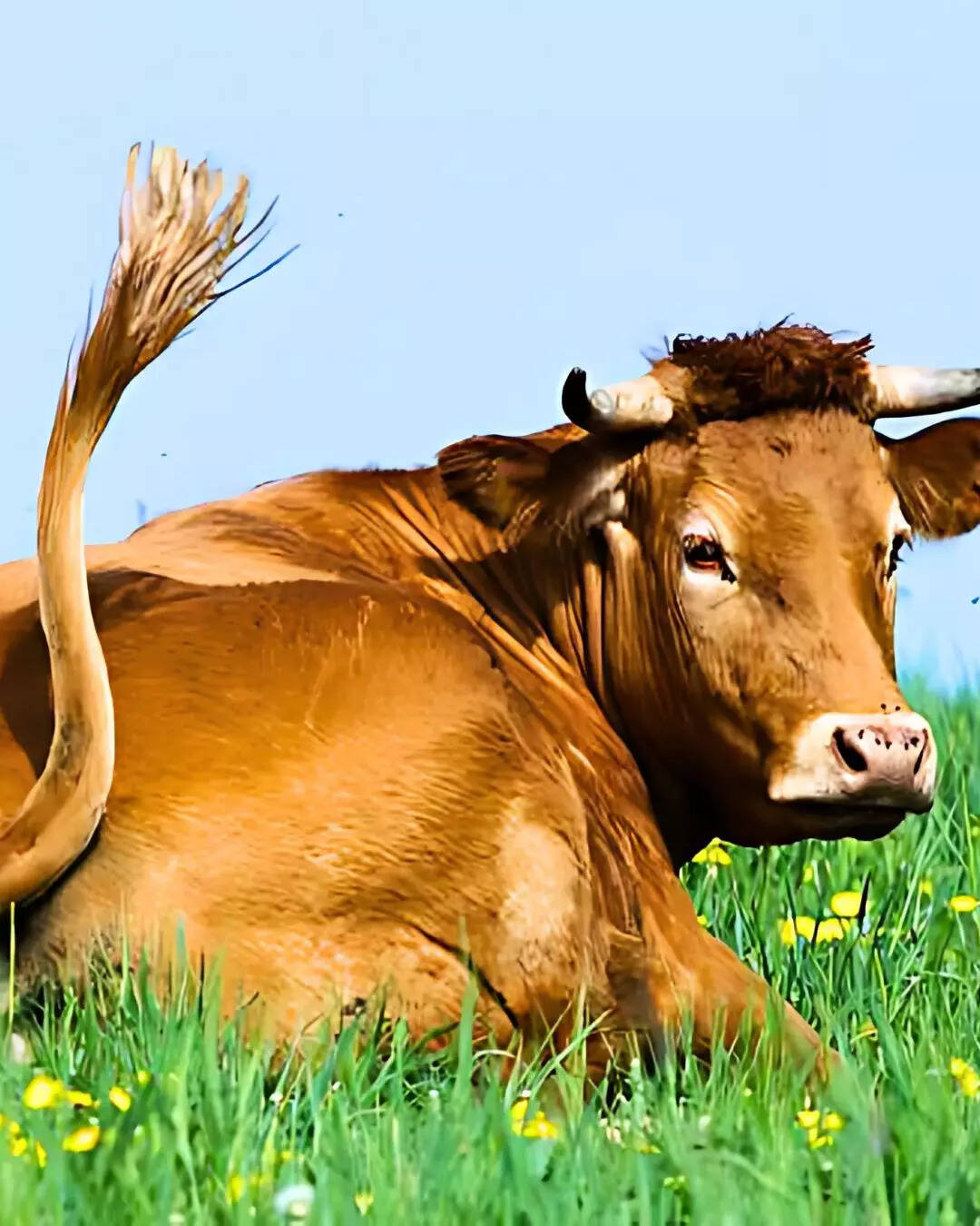 गौ माता