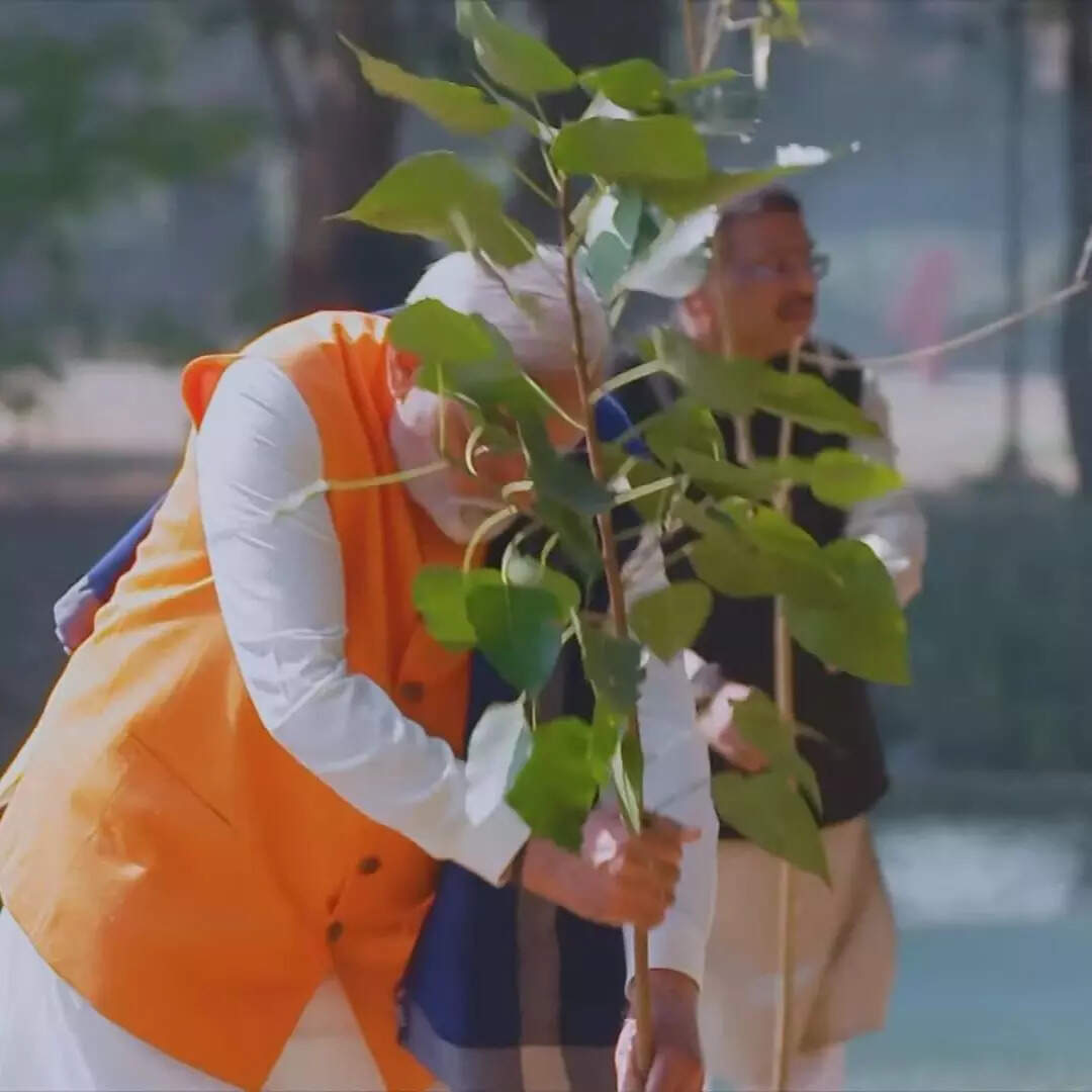 लगवाए पेड़