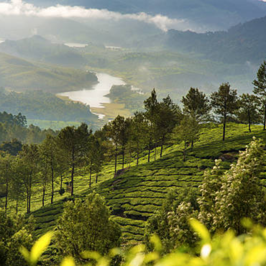 मन्नार
