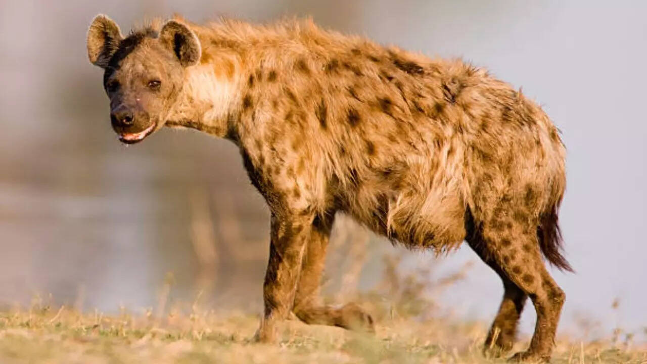 लकड़बग्घा