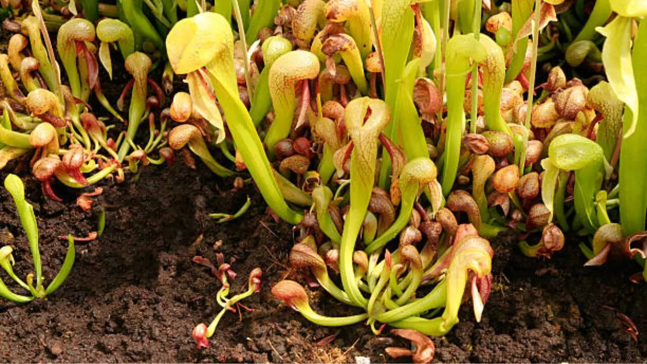 कोबरा लिली Cobra Lily