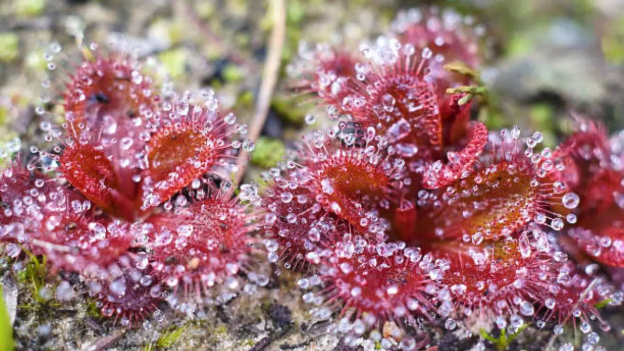 ऑस्ट्रेलियन सनड्यू Australian Sundew