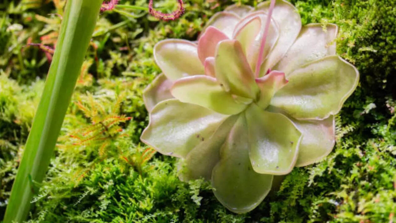 बटरवॉर्ट Butterwort