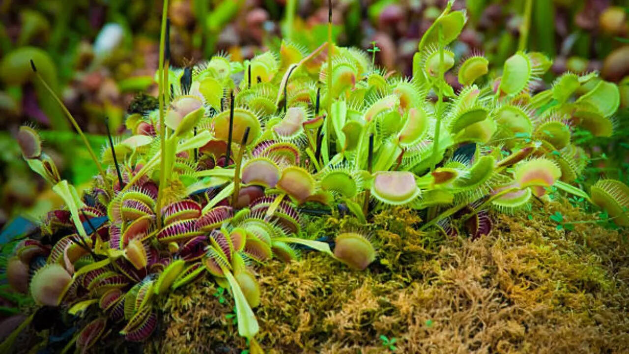 वीनस फ्लाईट्रैप Venus flytrap