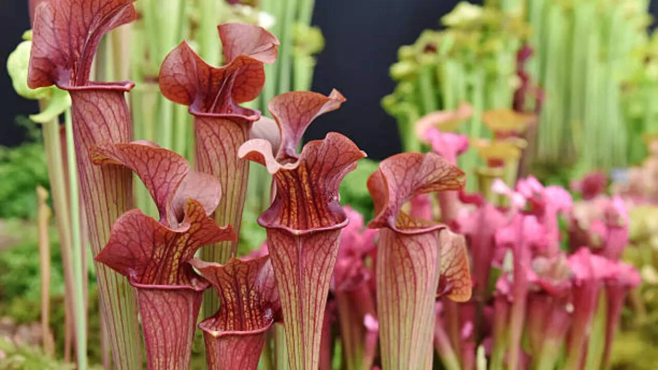पिचर प्लांट Pitcher Plant