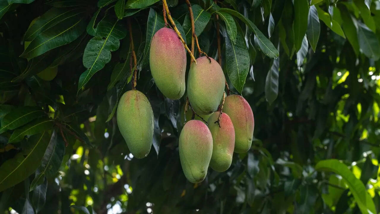 केमिकल मुक्त वातावरण बनाए रखें