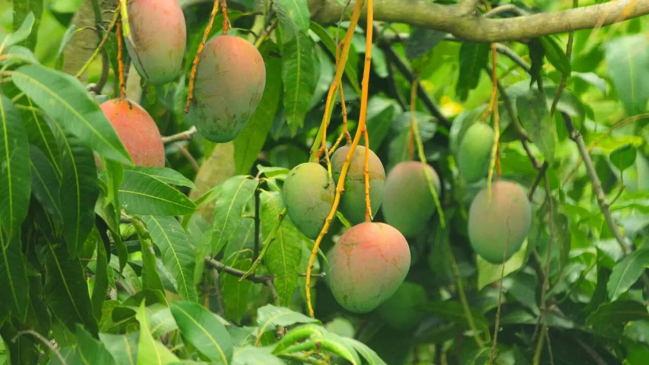 पौधे को सावधानी से लगाएं
