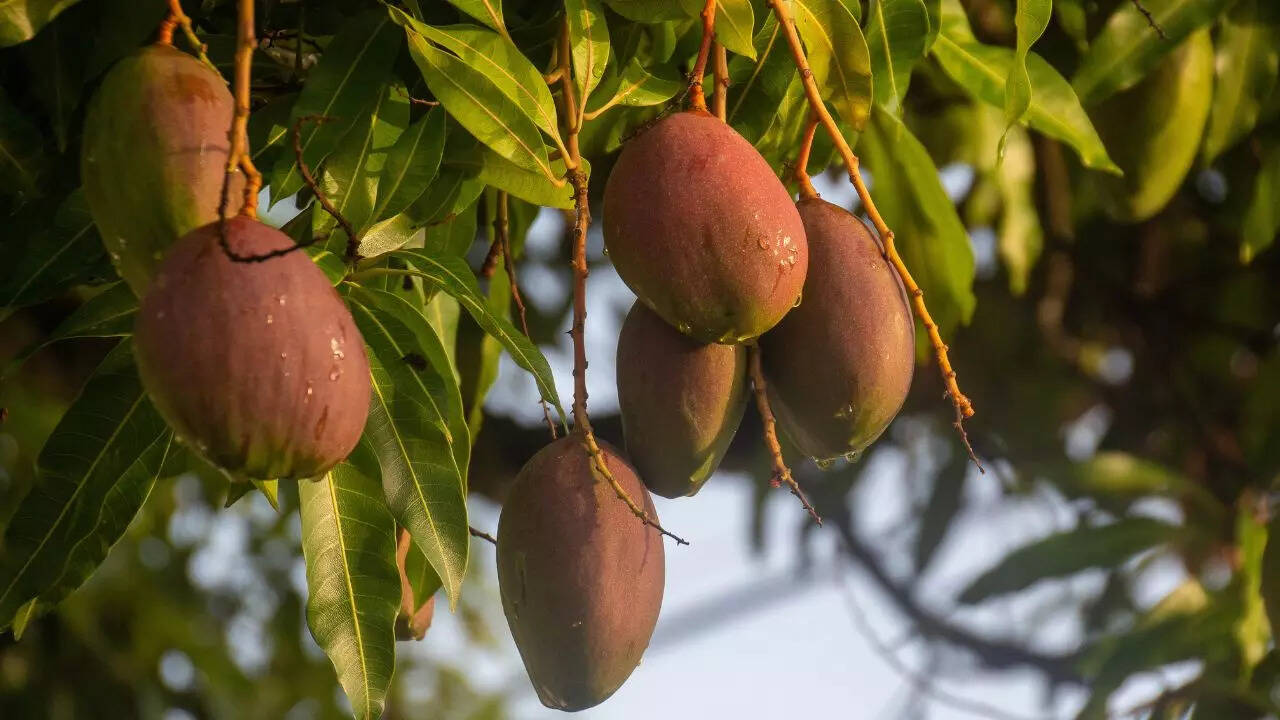 पोषक तत्वों से भरपूर मिट्टी का मिश्रण तैयार करें