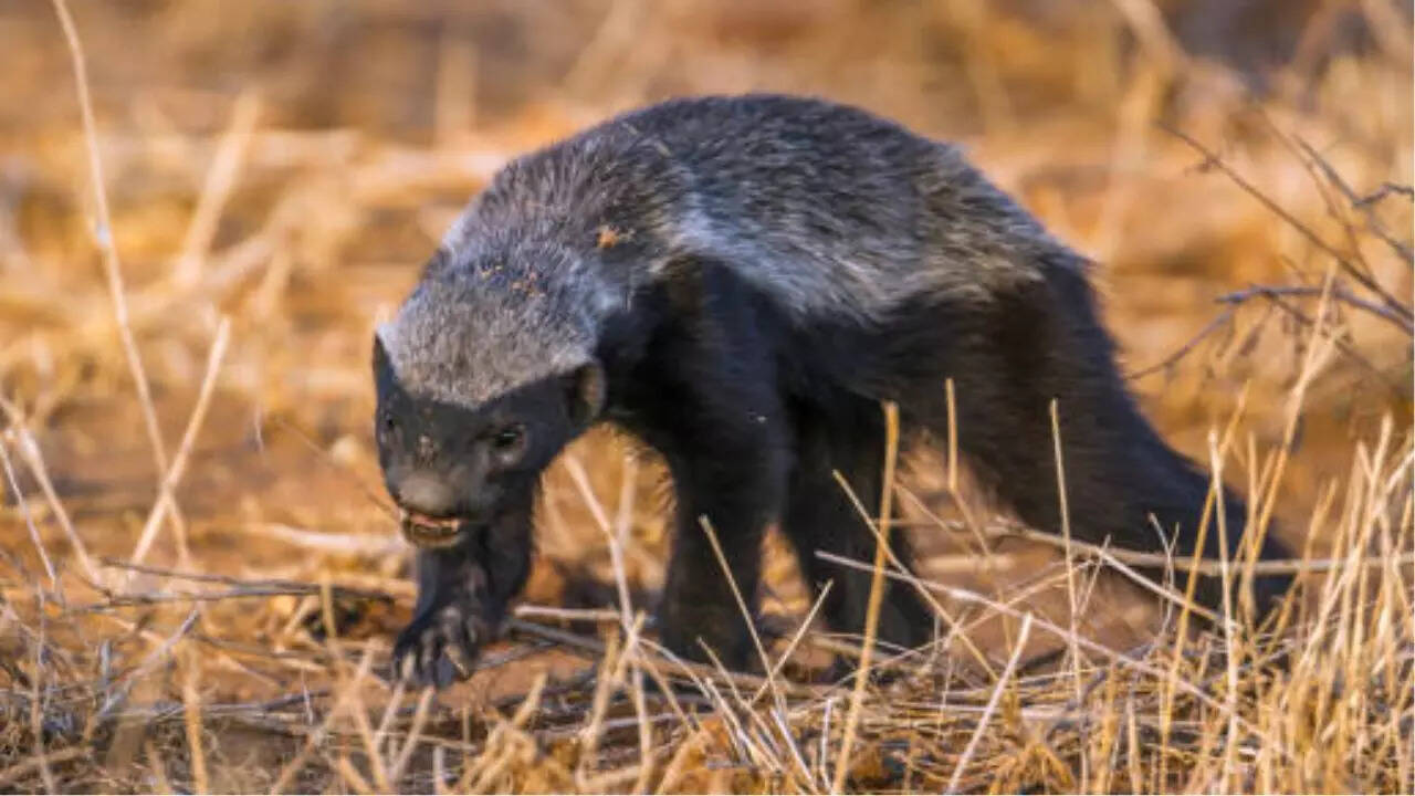 हनी बेजर Honey Badger
